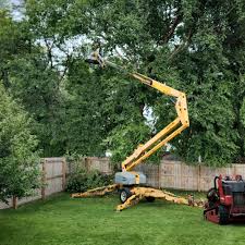 How Our Tree Care Process Works  in  Federal Way, WA