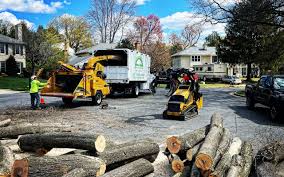  Federal Y, WA Tree Care Pros