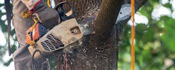 Best Lawn Maintenance Plans  in Federal Y, WA