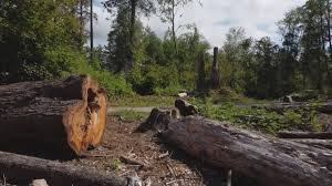 Best Storm Damage Tree Cleanup  in Federal Y, WA