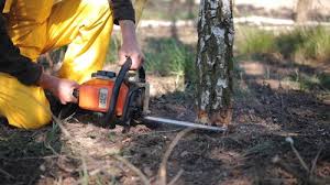 Professional Tree Care in Federal Way, WA
