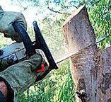Best Tree Health Inspection  in Federal Y, WA