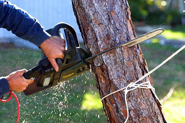 Best Pest Control for Lawns  in Federal Y, WA