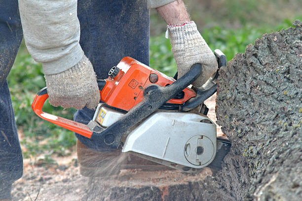 Best Tree Disease Treatment  in Federal Y, WA