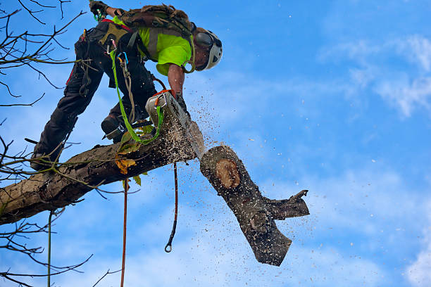 Best Firewood Processing and Delivery  in Federal Y, WA