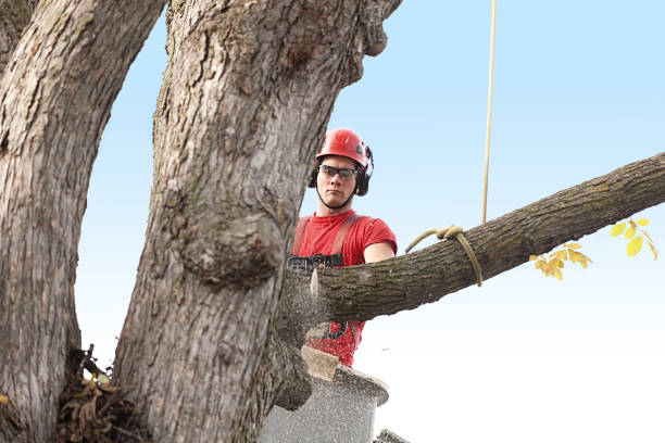 Best Leaf Removal  in Federal Y, WA